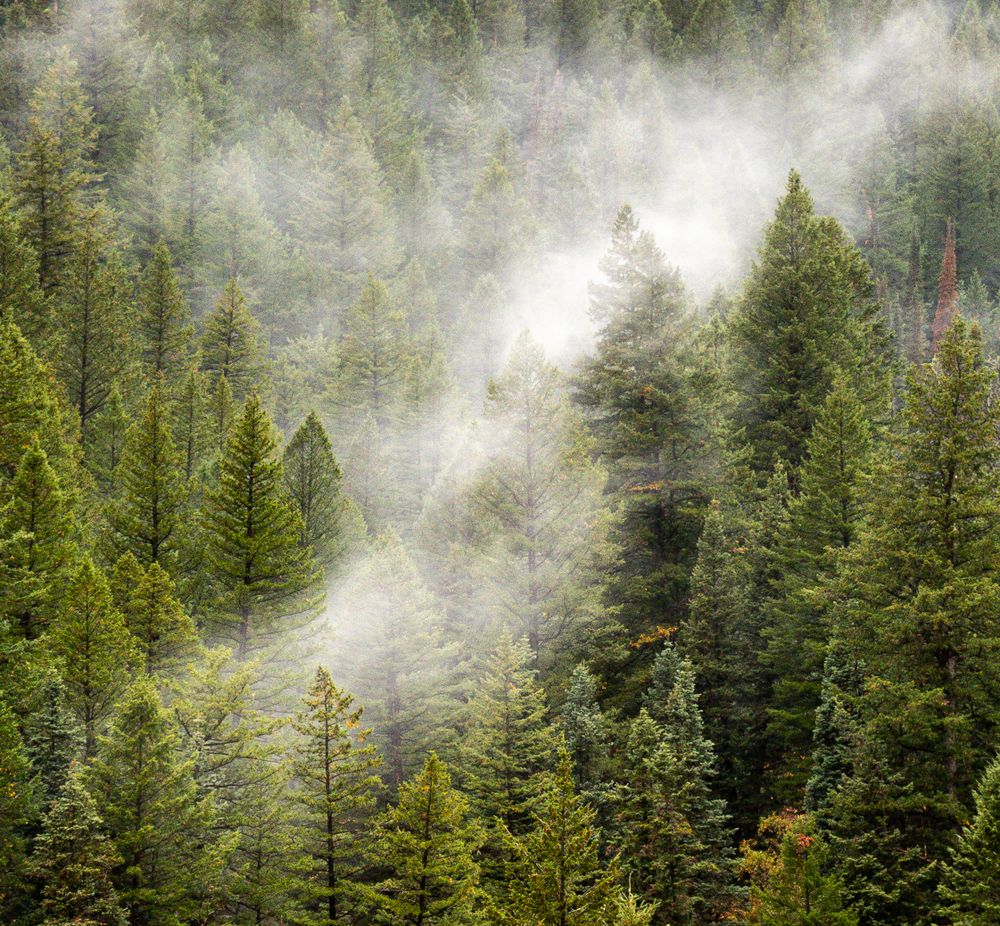 Mist rising through a green pine forest